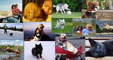 Pet travel - traveling with your pet in central oregon, bend and sunriver